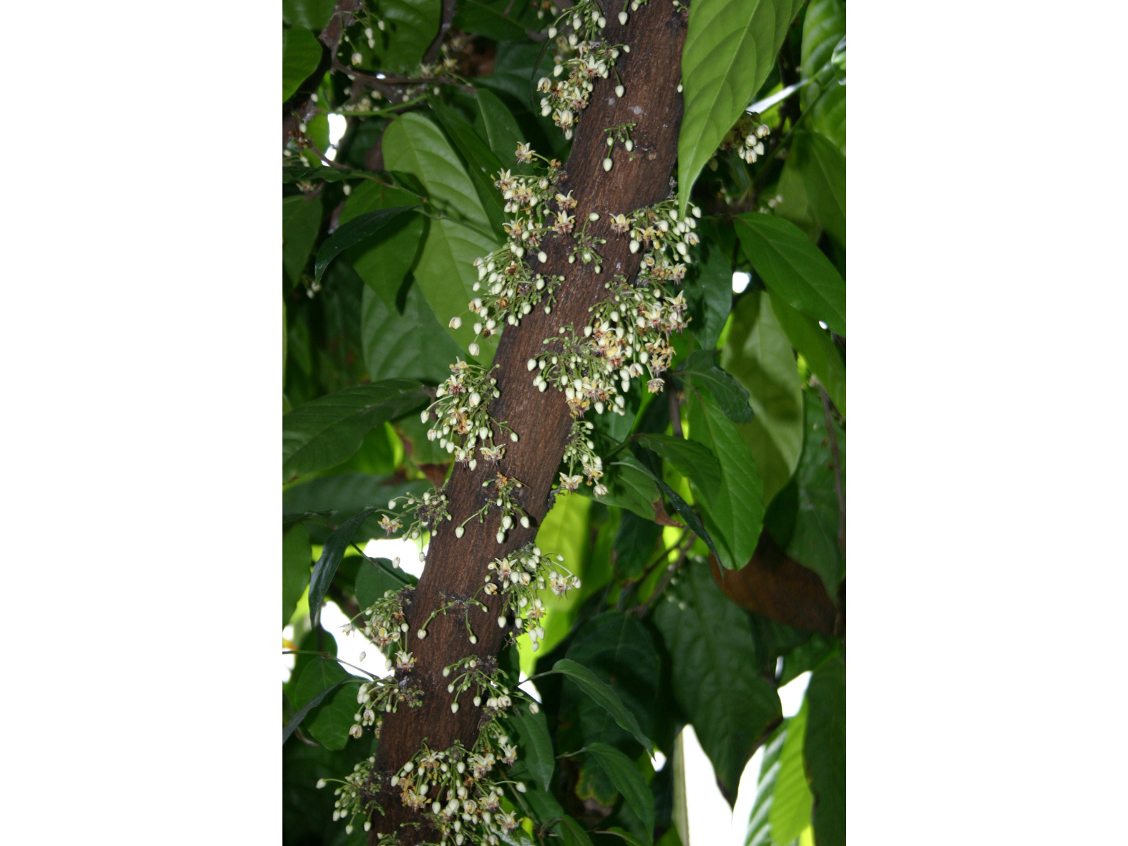 A dark brown branch covered in small white buds on little green stalks.