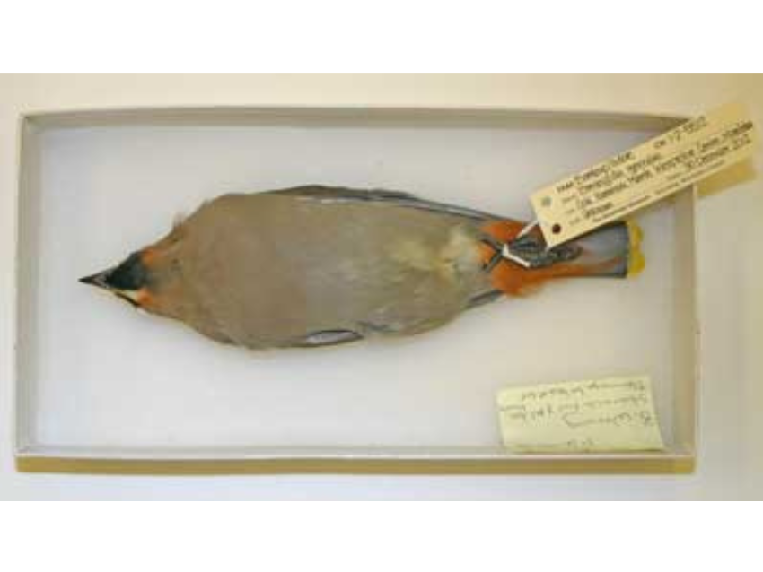 A study skin of a waxwing lying belly up in a collections storage box, with a label attached to its feet.