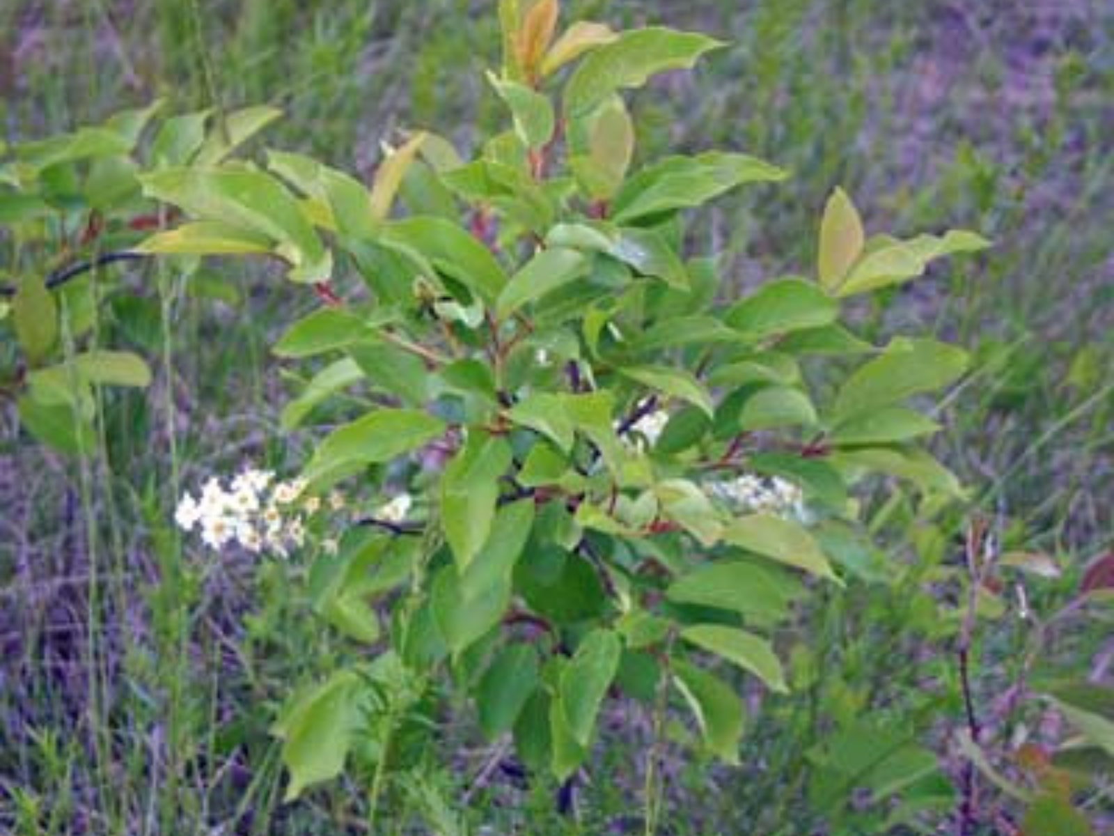 A small shrub (chokecherry) with a few clusters of small white flowers.