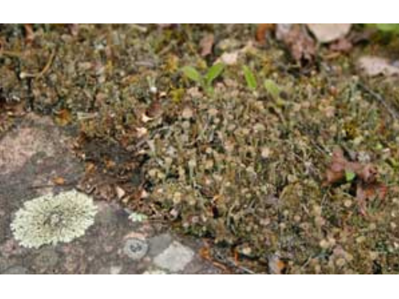 Lichens growing on a rocky surface.