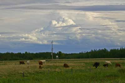 View over a field where cows are grazing towards storm clouds brewing in the distance.