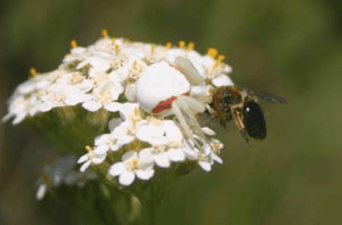 A small white spider well conceled on a cluster of small white flowers, having caught a bumble bee.