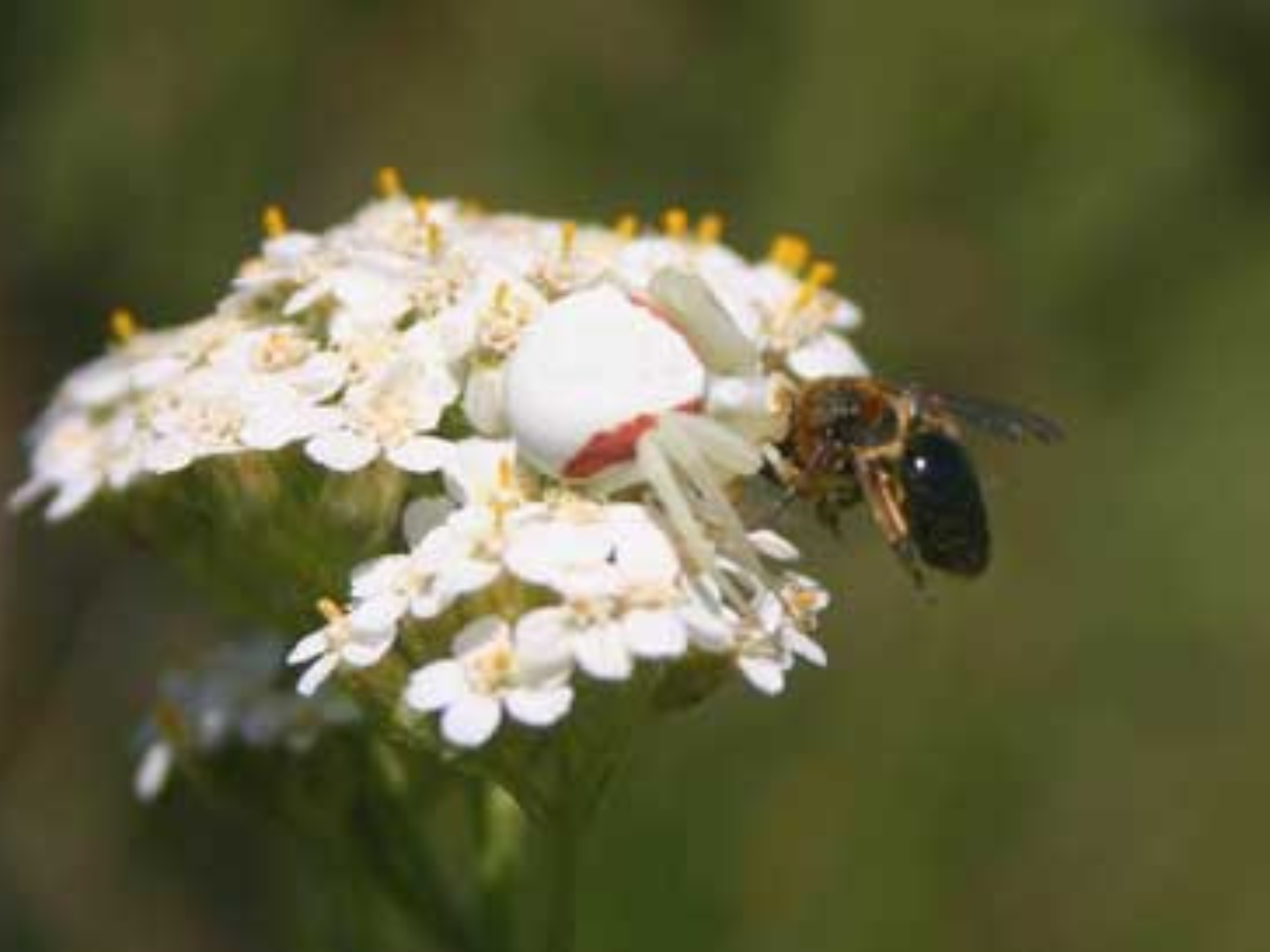 A small white spider well conceled on a cluster of small white flowers, having caught a bumble bee.