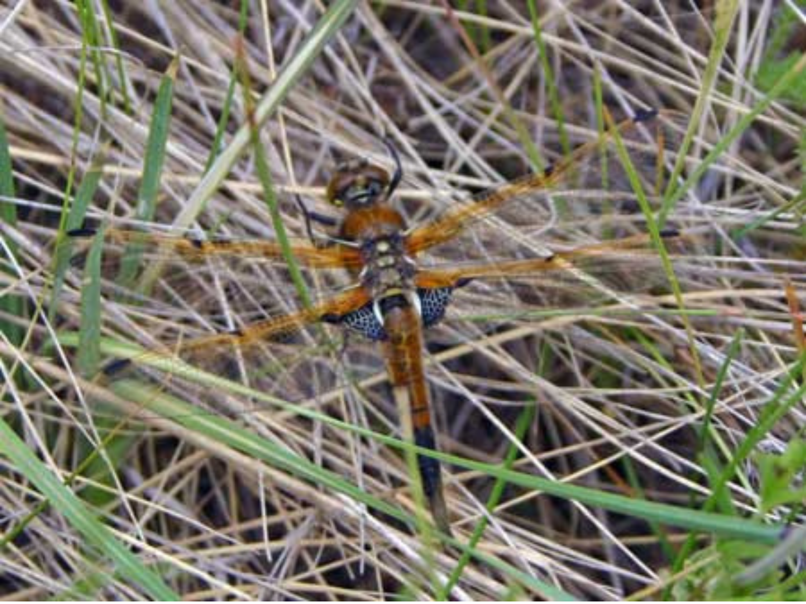 A striking orange dragonfly, low to the ground among dried grass.