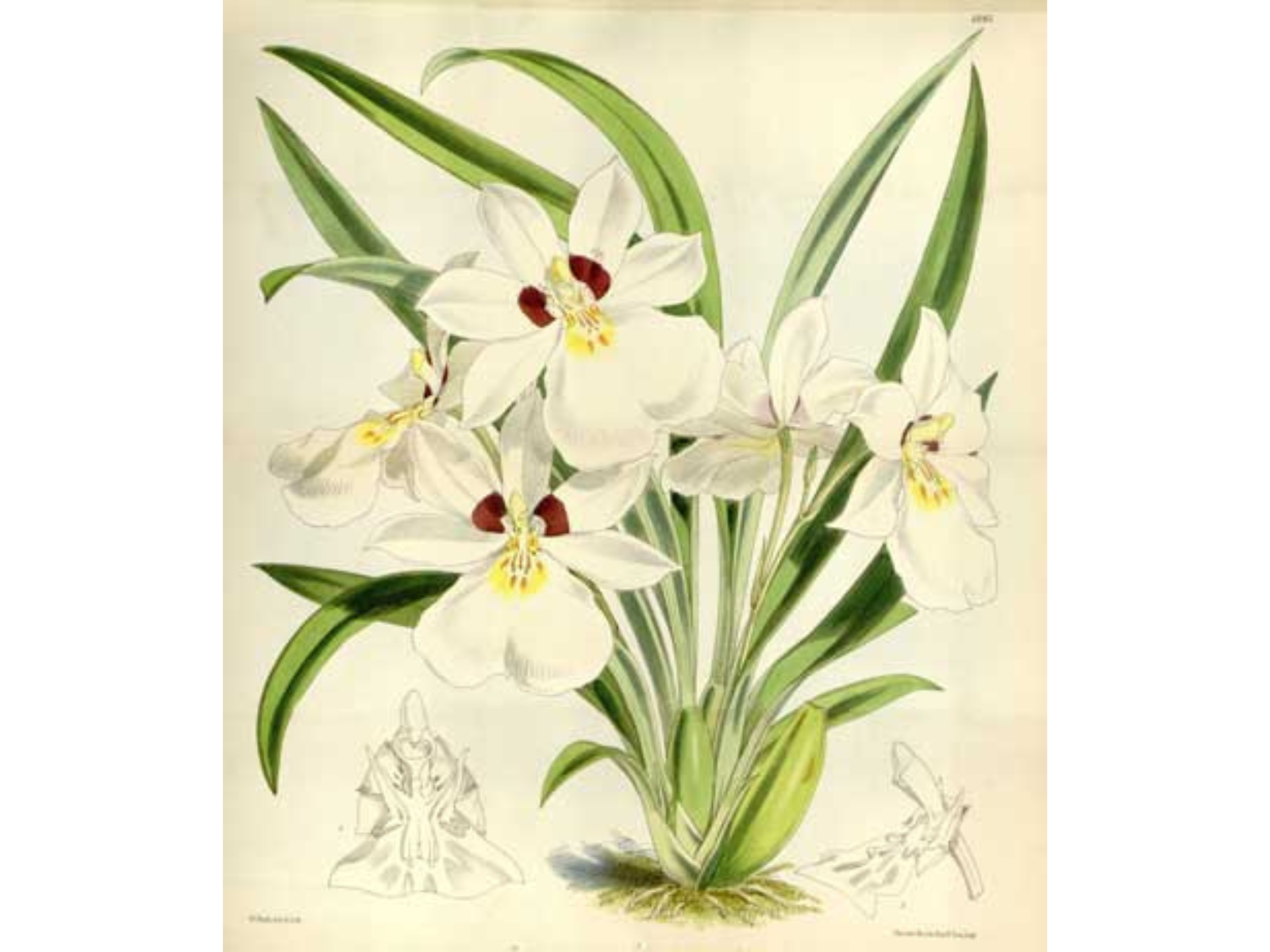 A hand-drawn picture of a 'Miltoniopsis roezlii' orchid - white petals with a red and yellow interior, and long green leaves.