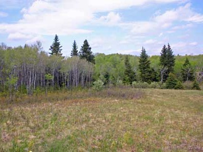 An expanse of prairie grassland with a distant tree line composed of mainly aspens and evergreens.