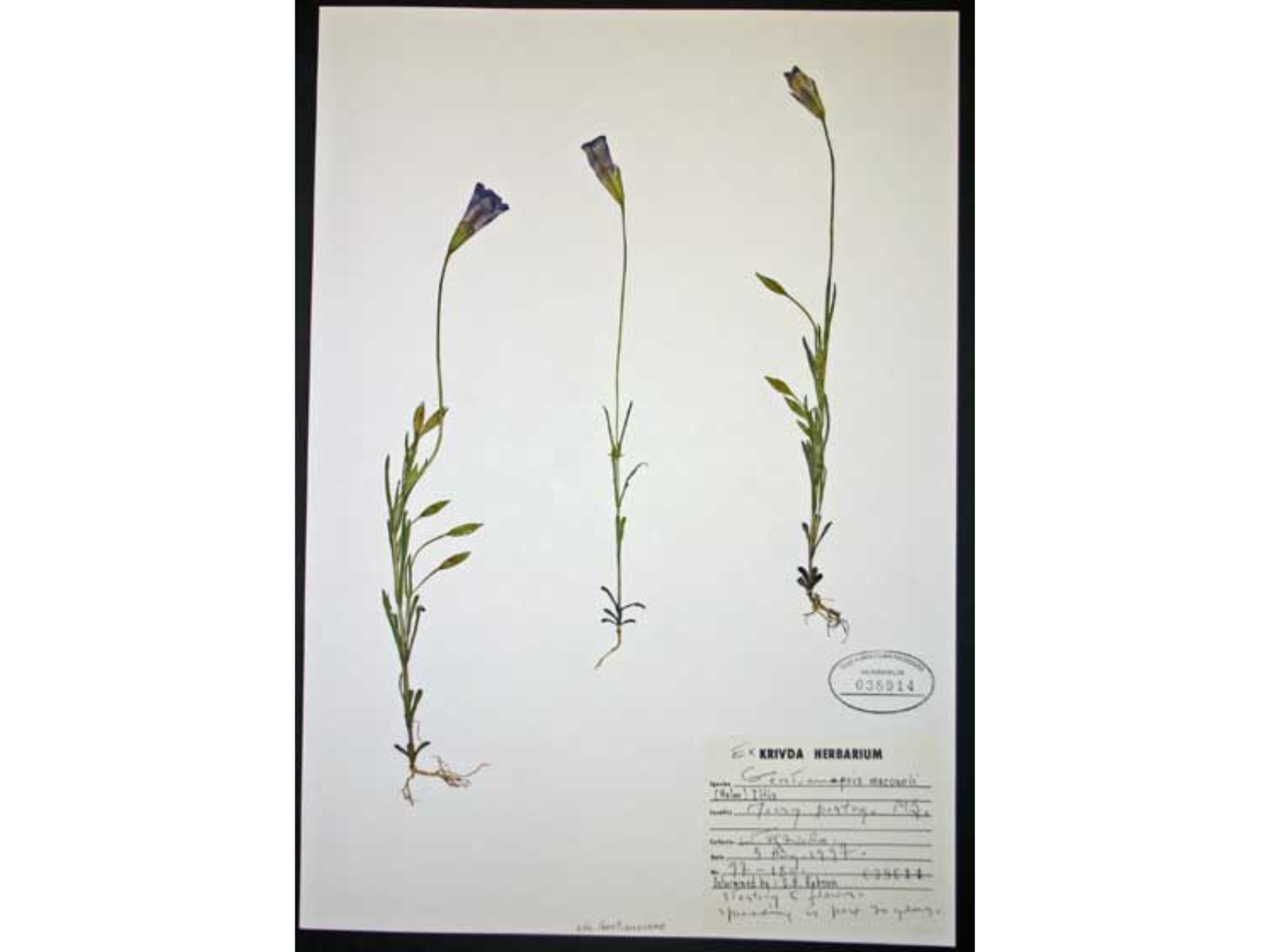 Three pressed preserved plants on a sheet of specimen paper. At the end of each of the long, thin stems is a small blue-purple flower. In the bottom right corner specimen data is noted.