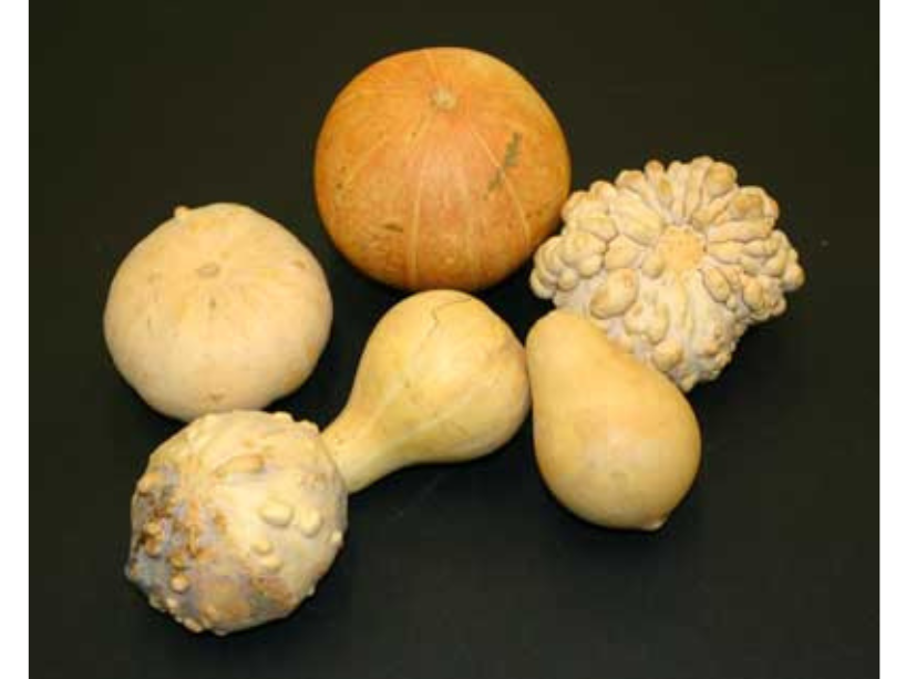 A selection of six various squashes and gourds laying on a black surface.