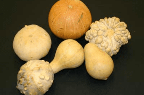 A selection of six various squashes and gourds laying on a black surface.