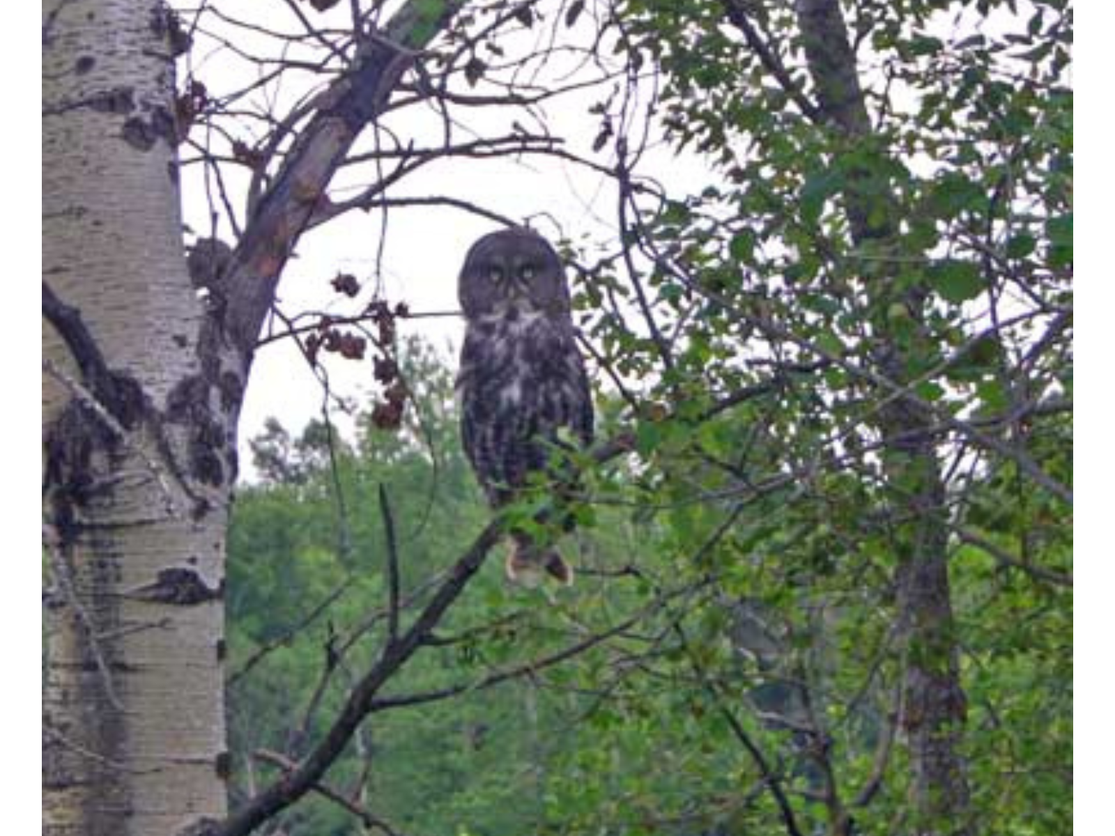 A large Great Grey Owl staring towards the camera from a tree branch.