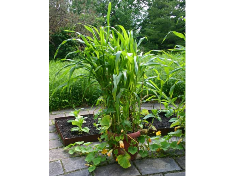 A planter pot with corn, beans, and squash growing together in it.