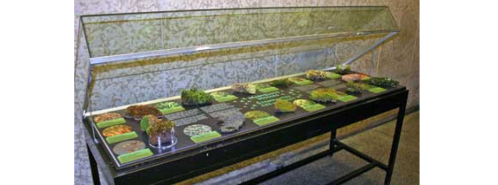 View into the open exhibit case with moss specimens in place, accompanied by information panels and photographs.