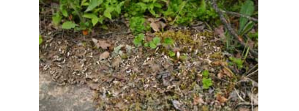 Lichens growing on a rocky surface.