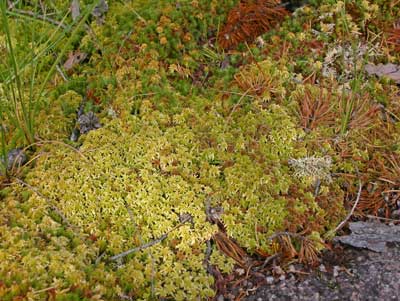 A close up on moss growing on a rocky surface, with patches of green, yellow, brown, and red-orange.