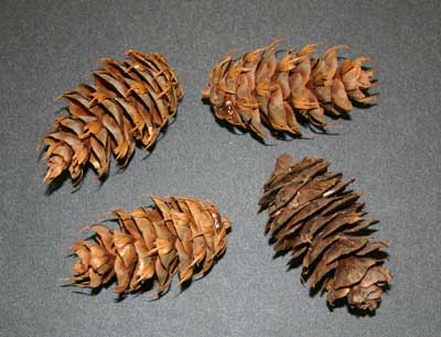 Four cones from a Douglas-fir on a grey surface.