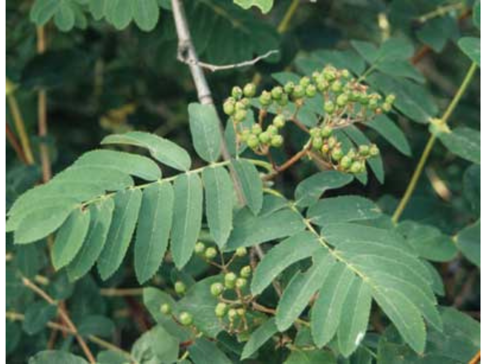 Close up on the end of a Mountain ash branch with green berries.