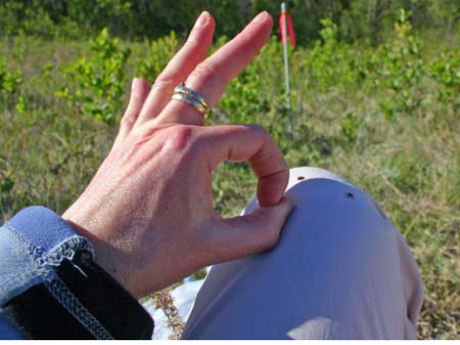 A hand poised to flick one of two ticks off of knee of the person's light coloured pants.