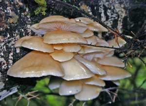 A cluster of flat-topped mushrooms growing directly off the trunk of a tree.