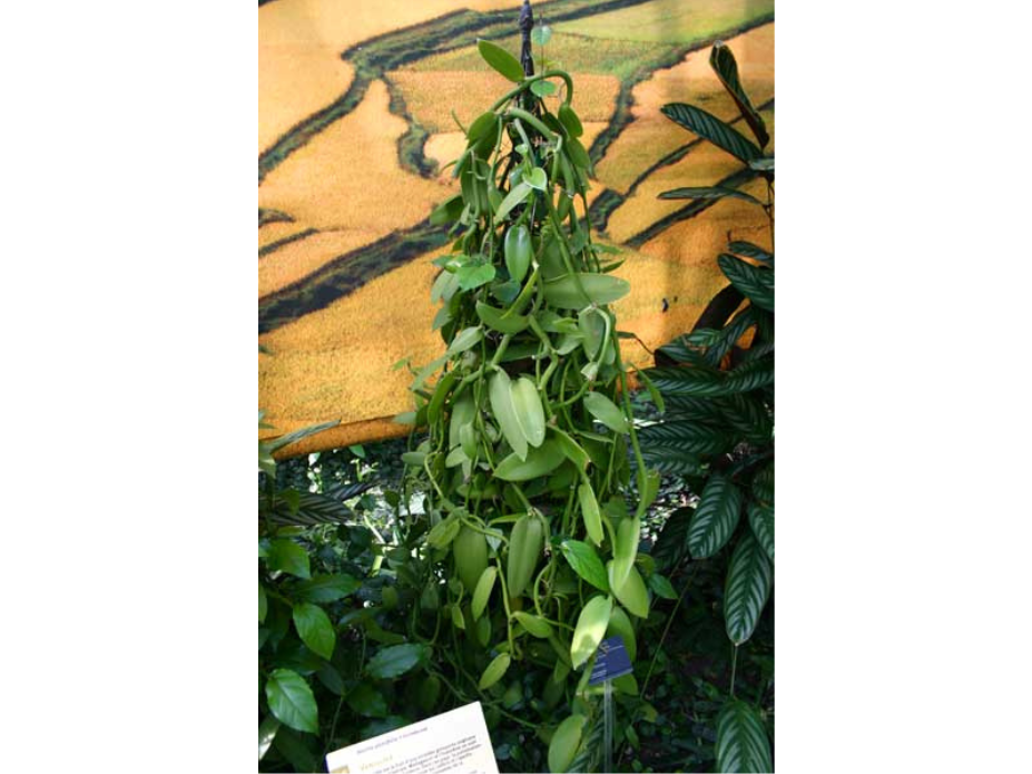 A climbing plant with elongated green leaves growing up a plant spike.