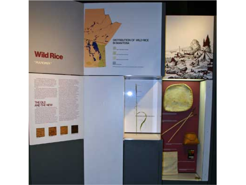 A wild rice exhibit showing a map of growth distribution, a labelled stalk of wild rice and various tools used to harvest and prepare rice.