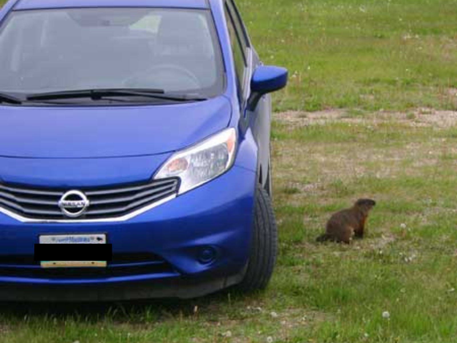 A chunky woodchuck near a compact blue car parked on the grass.