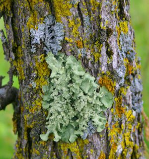 Green and yellow lichen growing on the bark of an oak tree.