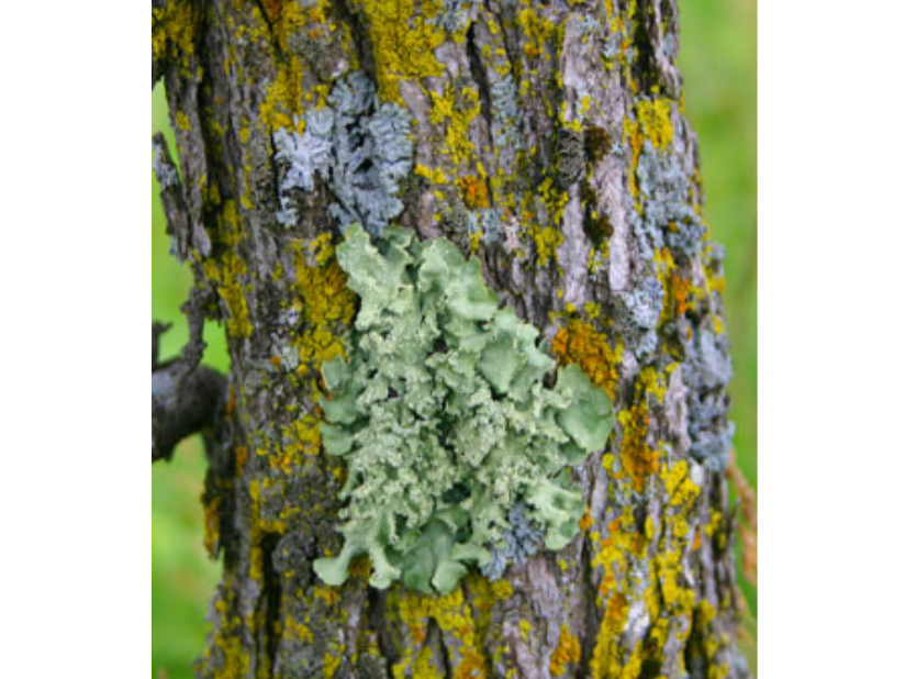 Green and yellow lichen growing on the bark of an oak tree.