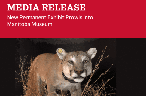 Face on view of a taxidermized cougar skin. The cougar is wearing a tracking collar and prowling through tall grasses. Along the top, on a red banner, text reads, "Media Release / New Permanent Exhibit Prowls into Manitoba Museum".