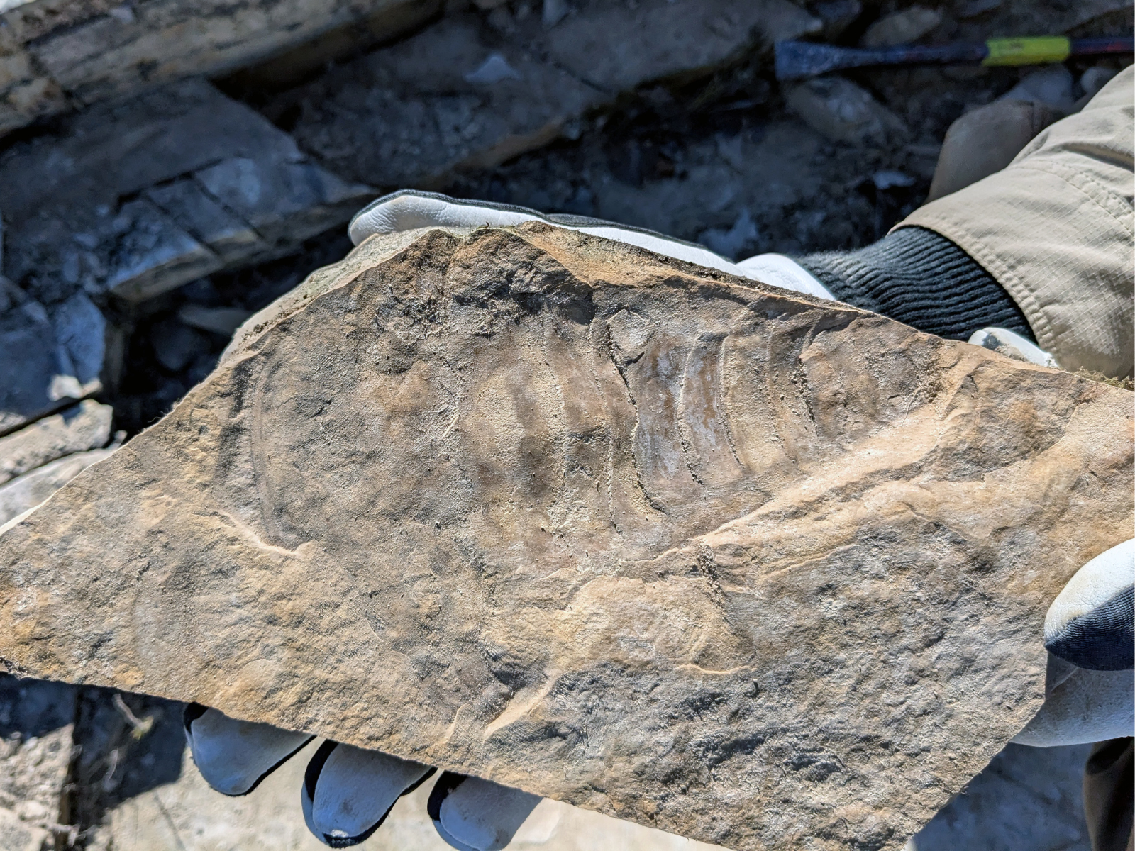 Close up view of a fossil eurypterid, or “sea scorpion”. In the stone slab the head is at the left side and the segmented body extends to the right.