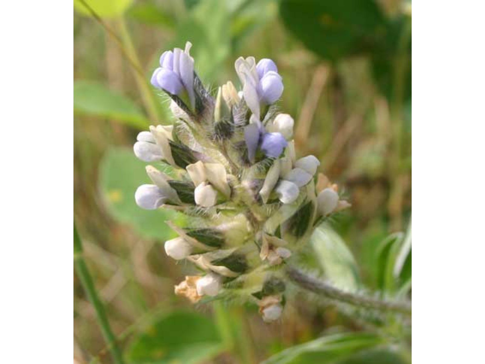 Close up on the top of a breadroot plant where there is a cluster of small white to blue, pea-shaped flowers.