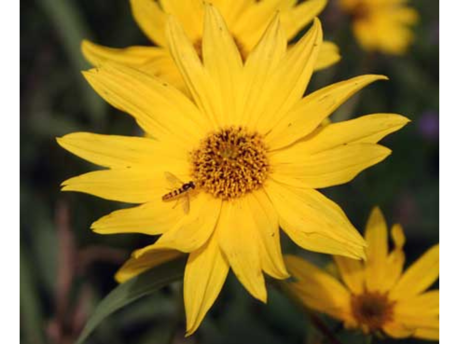 A yellow flower with a small, slender yellow and black Syrphid fly near the centre.