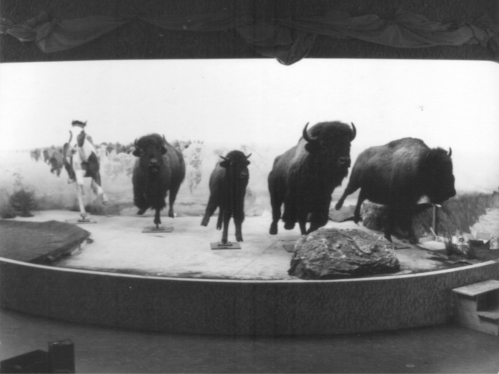 Black and white photograph of the iconic bison diorama being constructed. Four bison and the horse and rider are in position without the artificial ground vegetation in place.