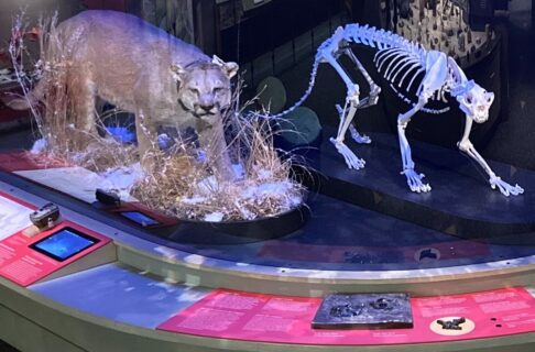 A large, curved glass encased exhibit containing a taxidermized cougar and reconstructed skeleton. The case has information panels curving around it.