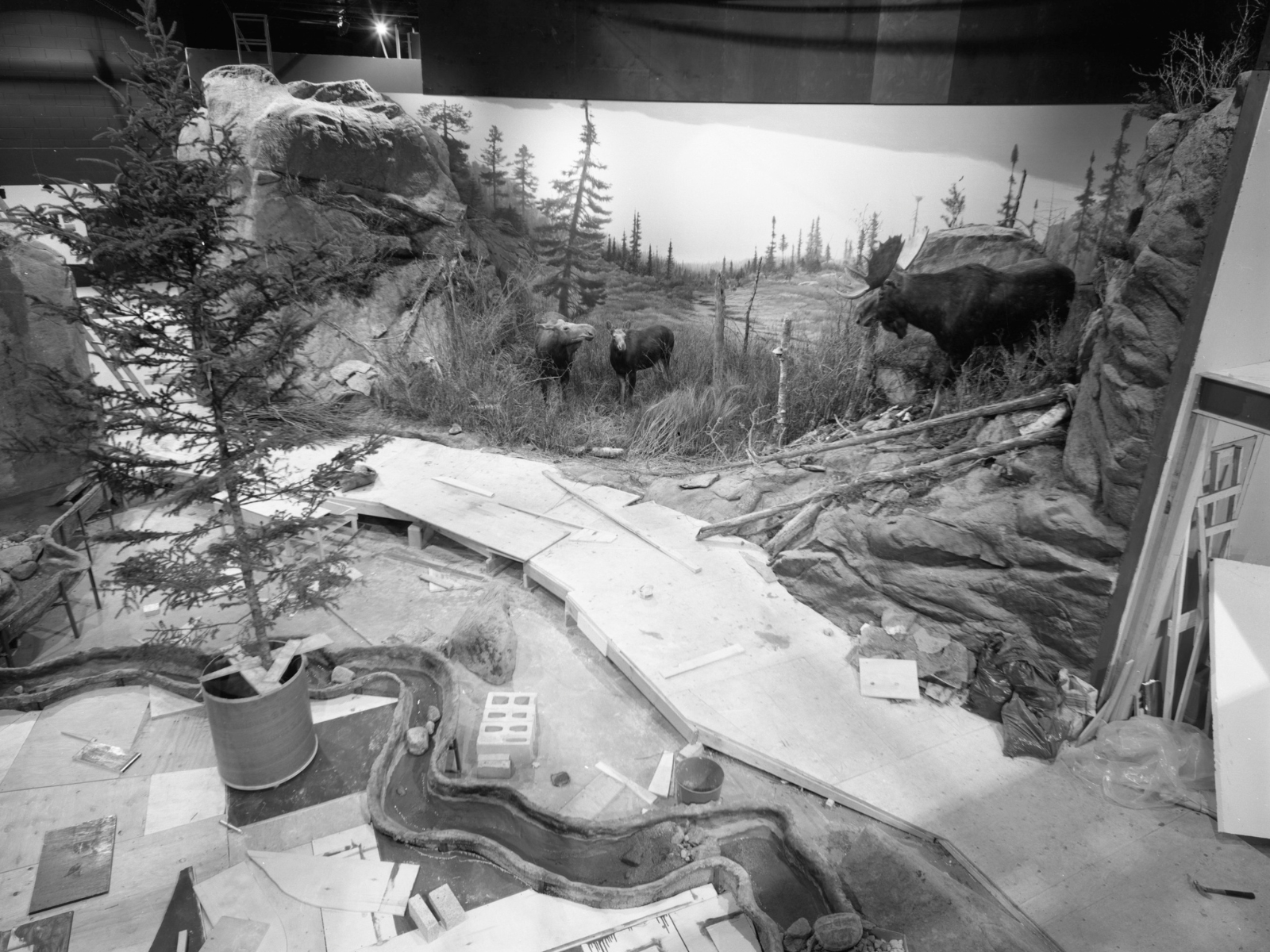 A black and white photograph of the partially constructed Boreal Forest Gallery from above. The basis for the walkway and the stream are in place, with the mural and moose in position on their side of the diorama.