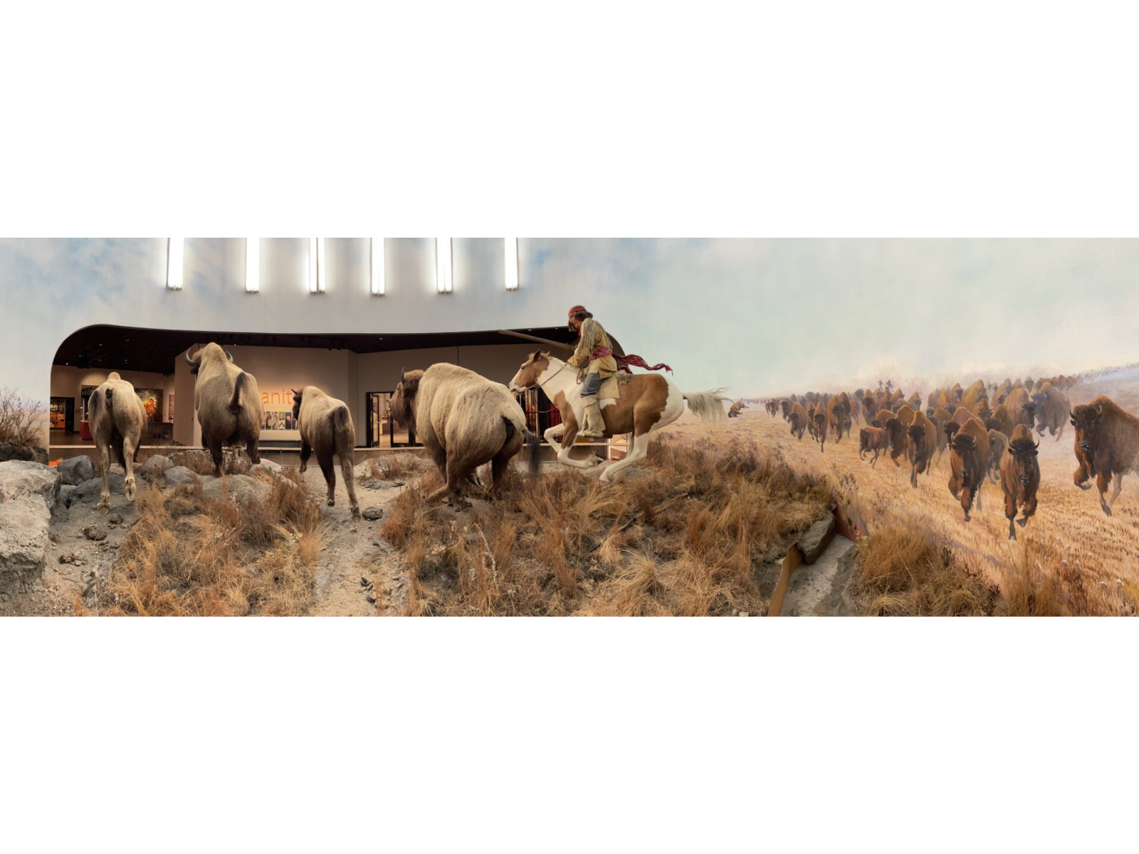 Image of the interior of a diorama with four bison running and a mannequin holding a gun riding a horse.