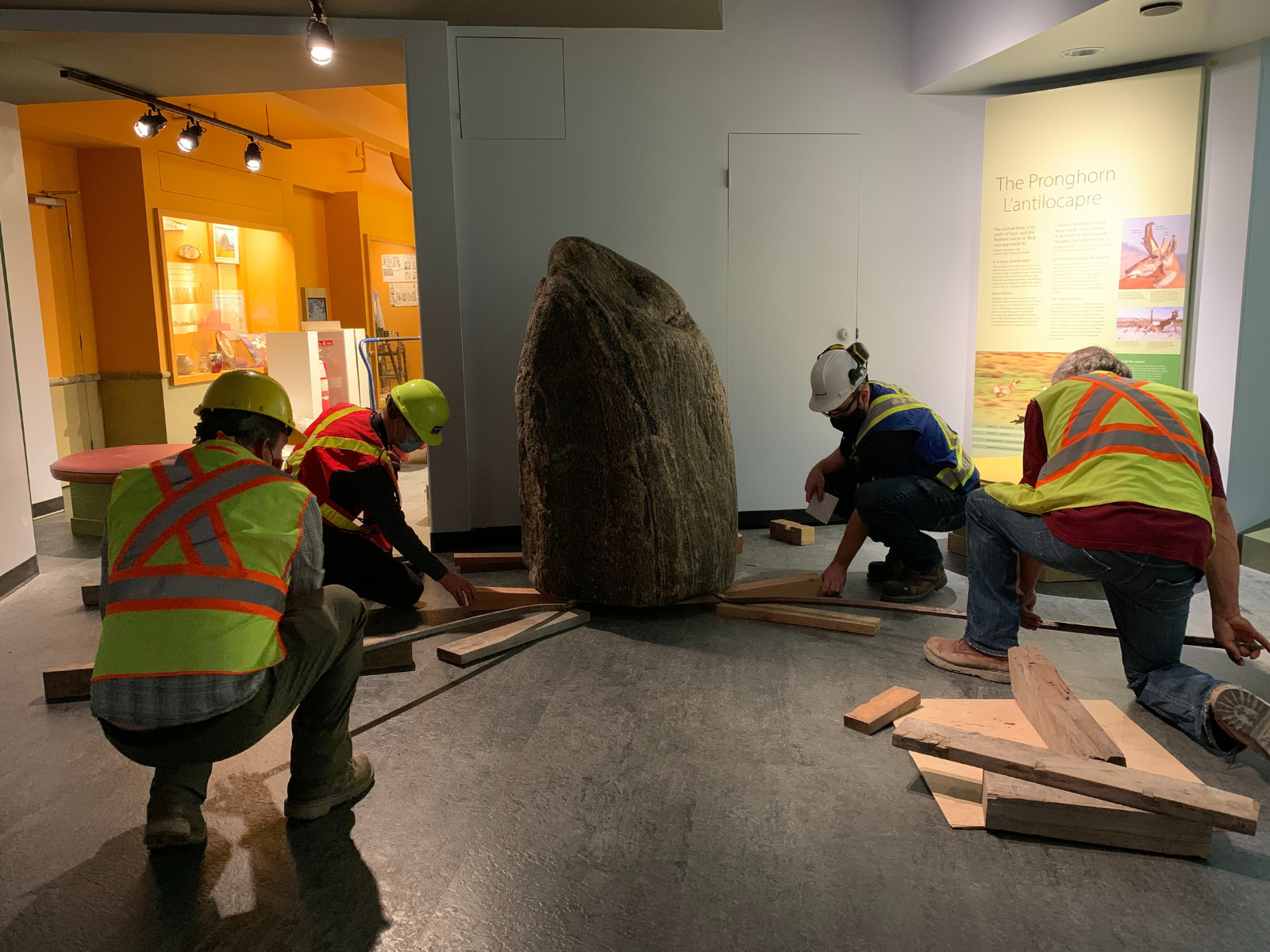 Four individuals wearing safety vests and hardhats remove planks as they place a large bison rubbing stone in the entrance to the Prairies Gallery.