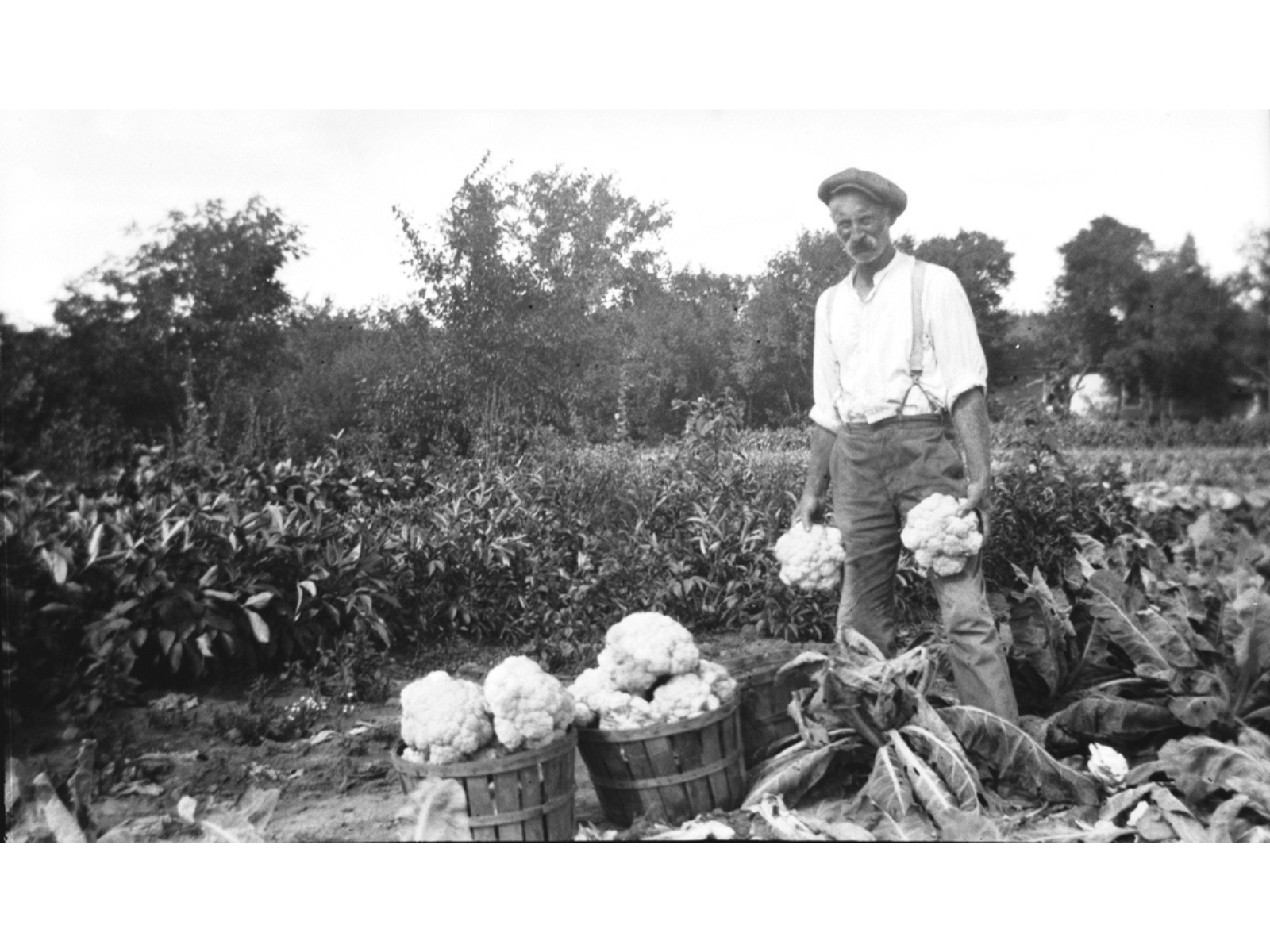 A black and white photograph of a man standing in a farm field in front of two barrels of cauliflower, while holding a cauliflower in each hand.