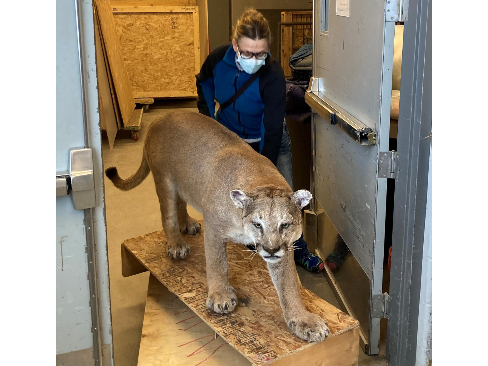 A taxidermized cougar on a plywood mount being wheeled through a Museum hallway on a dolly by a staff member.