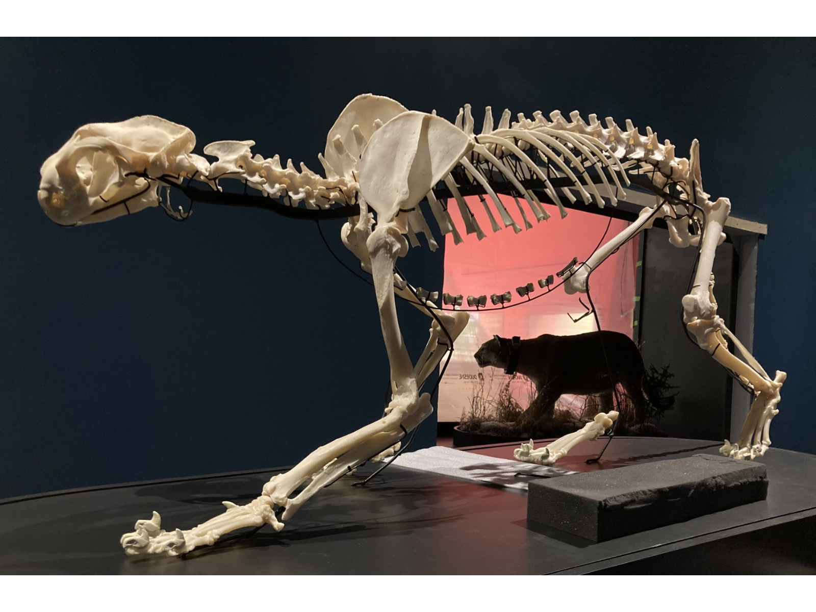 A fully mounted cougar skeleton. Through the skeleton's legs the taxidermized cougar skin can be seen already within the exhibit case.