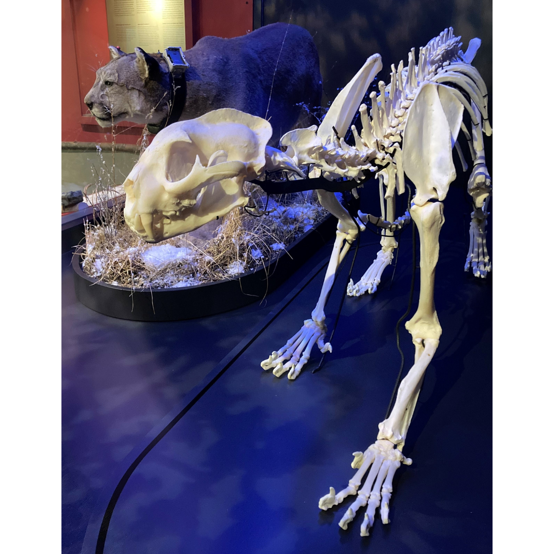 A profile view of a mounted cougar skeleton, primarily in frame are the skull and front legs.