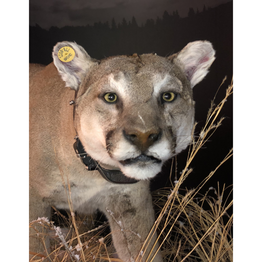 Face on view of a taxidermized cougar skin. The cougar is wearing a tracking collar and prowling through tall grasses.