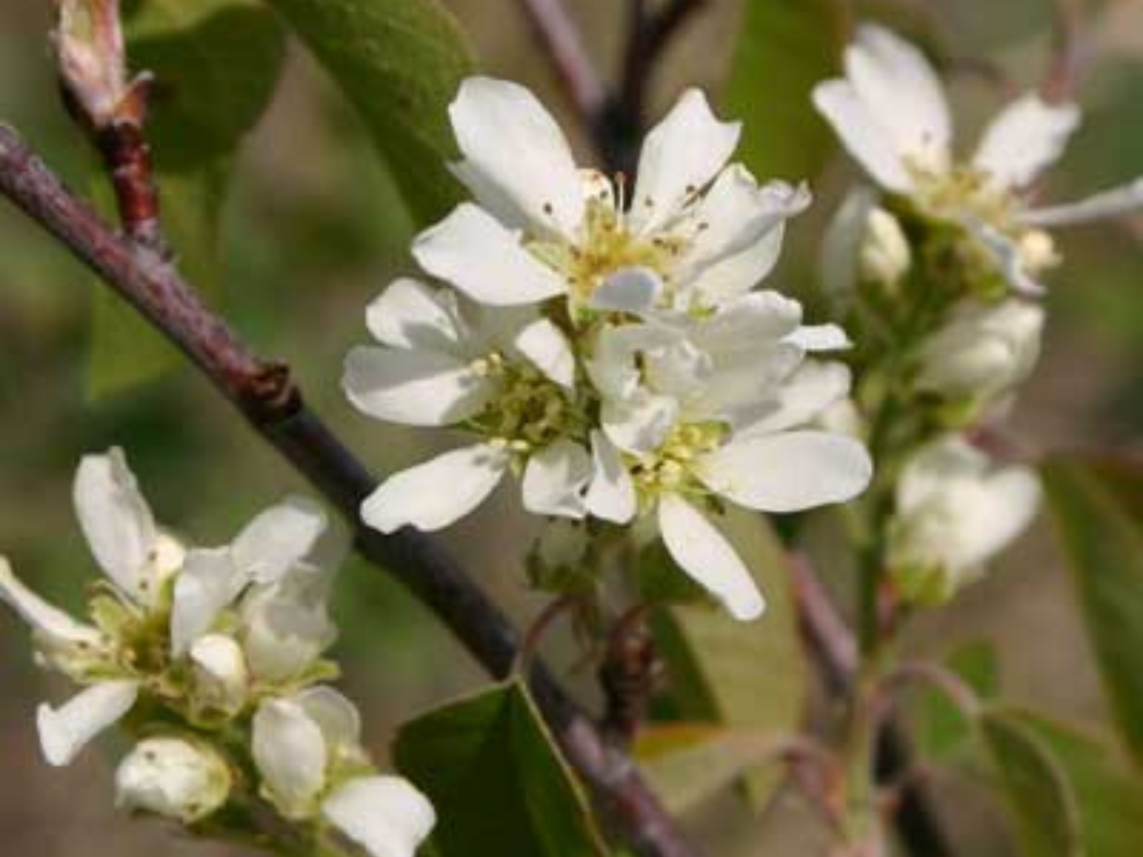 Close-up on white blossoms on a Saskatoon berry branch.