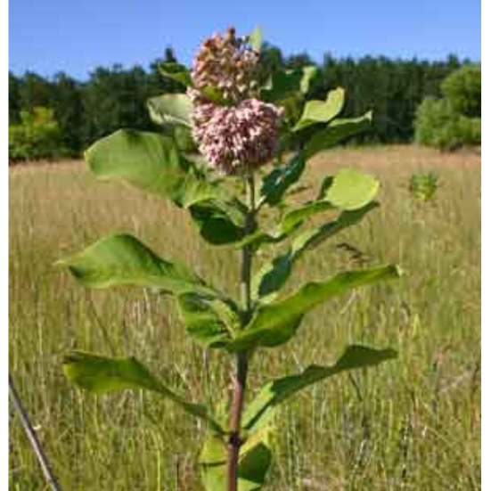 A photograph of a showy milkweed plant in flower.