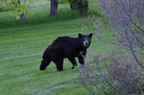 A black bear walking across a mown lawn, looking towards the camera, mid-stride.