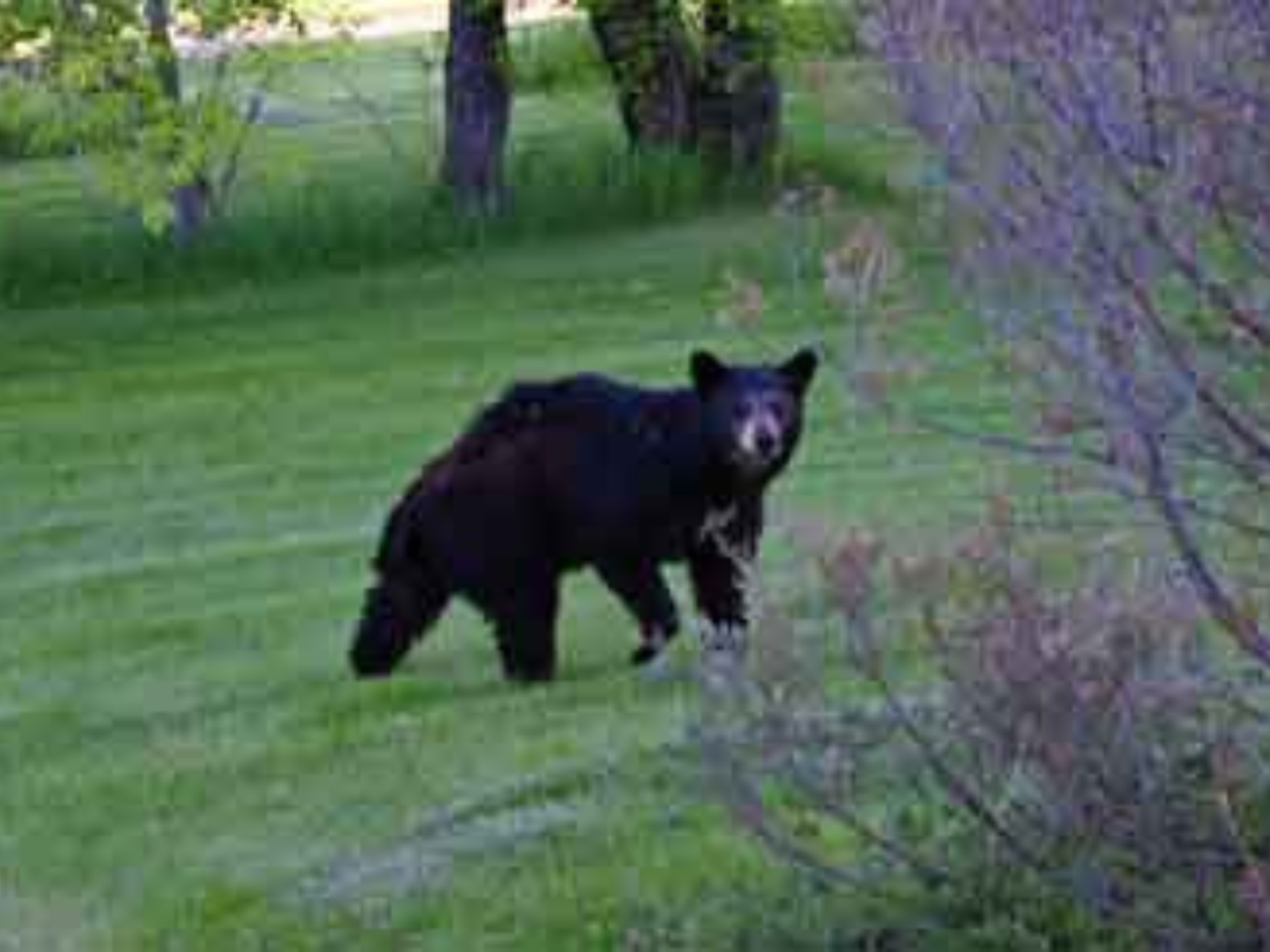 A black bear walking across a mown lawn, looking towards the camera, mid-stride.