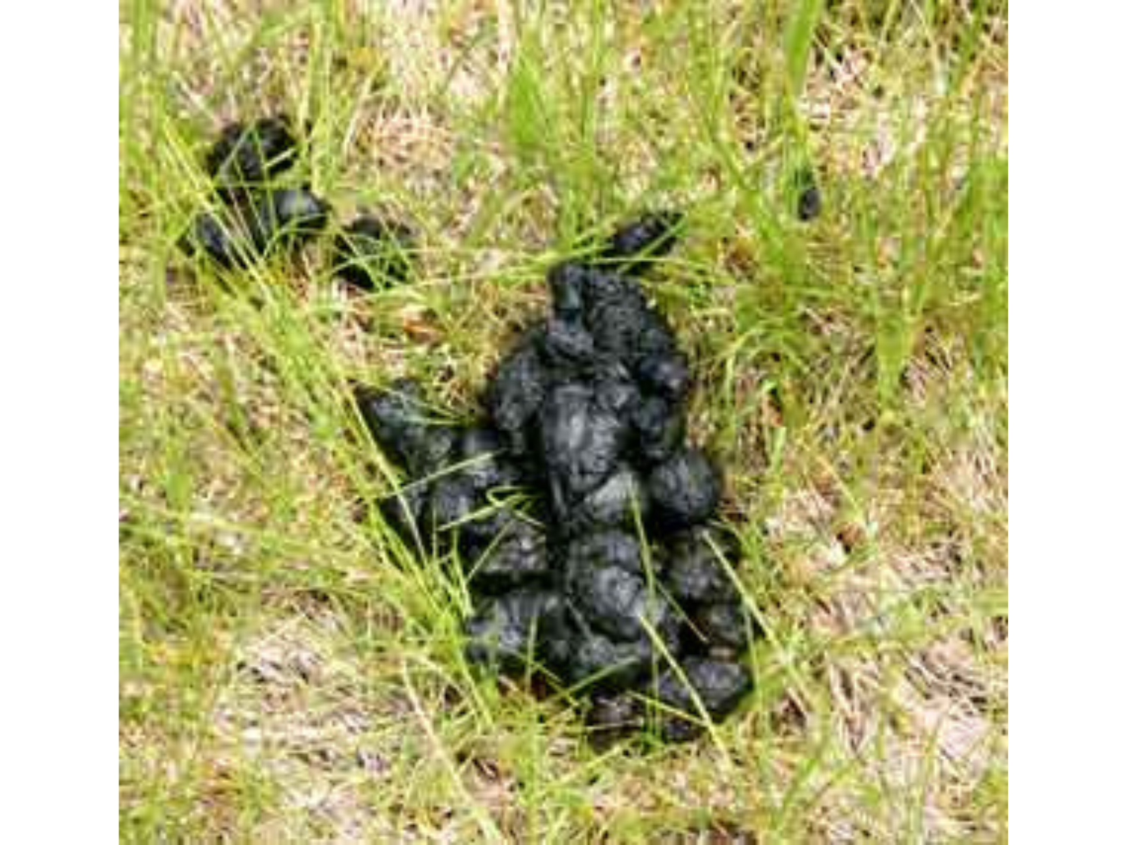 A clump of bear scat on the ground.