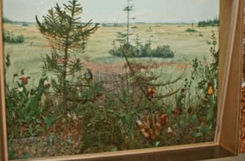 A diorama featuring plants and creatures commonly found in Manitoba bogs.