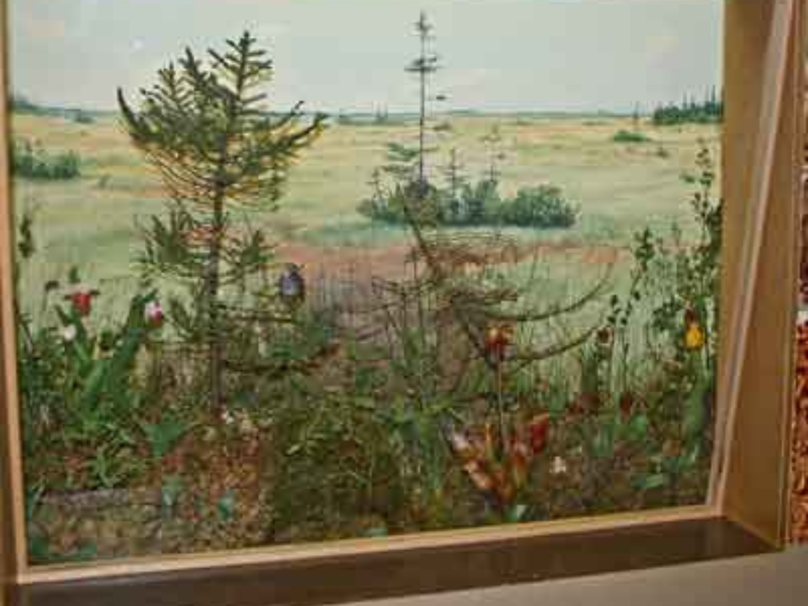 A diorama featuring plants and creatures commonly found in Manitoba bogs.