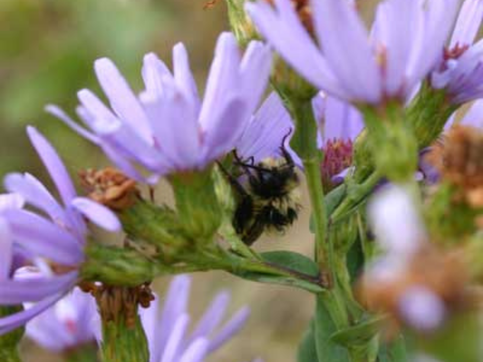 A bumblebee with wet and matted fuzz clinging to the petals  of a small purple flower.