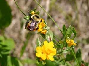 A bumble bee on a small yellow flower.